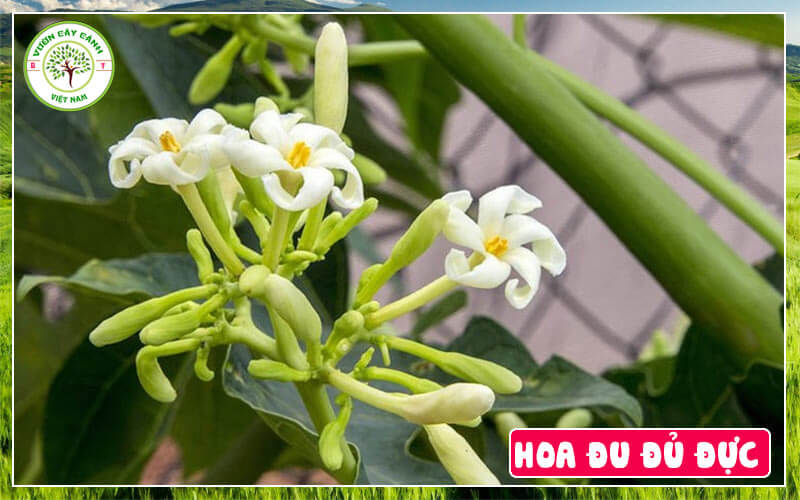 Hoa đu đủ đực hỗ trợ chữa tốt một số bệnh hiệu quả