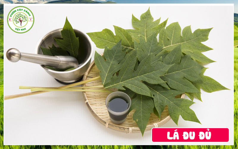 Lá đu đủ một phương thuốc tuyệt vời