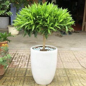 Cây Trúc Bách Hợp