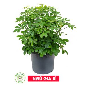 Cây Ngũ Gia Bì