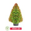 Cây Hồng Lộc