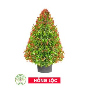 Cây Hồng Lộc