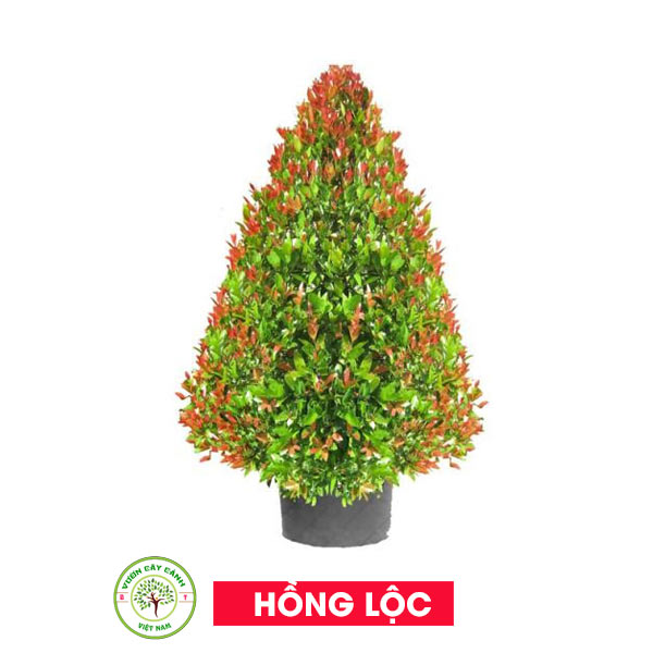 Cây Hồng Lộc