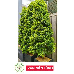Cây Vạn Niên Tùng